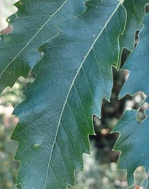 Fotografia 20 da espécie Quercus castaneifolia no Jardim Botânico UTAD