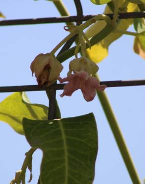 Fotografia 42 da espécie Araujia sericifera no Jardim Botânico UTAD