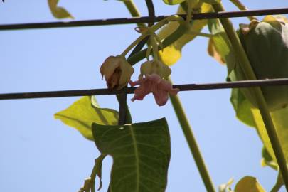 Fotografia da espécie Araujia sericifera