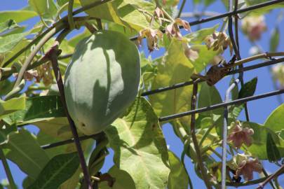 Fotografia da espécie Araujia sericifera