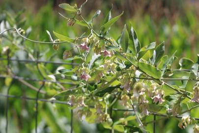 Fotografia da espécie Araujia sericifera