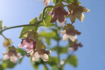 Fotografia da espécie Araujia sericifera