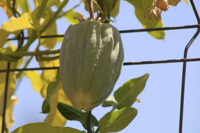 Fotografia da espécie Araujia sericifera