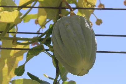 Fotografia da espécie Araujia sericifera