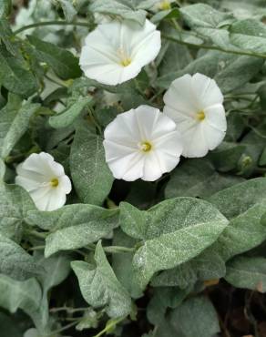 Fotografia 17 da espécie Convolvulus arvensis var. arvensis no Jardim Botânico UTAD