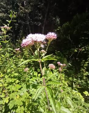 Fotografia 18 da espécie Eupatorium cannabinum subesp. cannabinum no Jardim Botânico UTAD