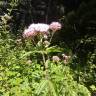 Fotografia 18 da espécie Eupatorium cannabinum subesp. cannabinum do Jardim Botânico UTAD