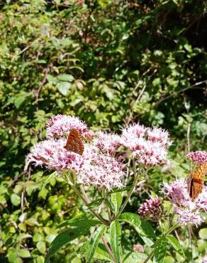 Fotografia 19 da espécie Eupatorium cannabinum subesp. cannabinum no Jardim Botânico UTAD