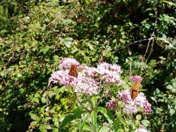 Fotografia da espécie Eupatorium cannabinum subesp. cannabinum