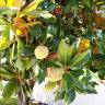 Fotografia 17 da espécie Magnolia grandiflora do Jardim Botânico UTAD