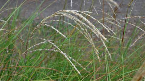 Fotografia da espécie Miscanthus sinensis