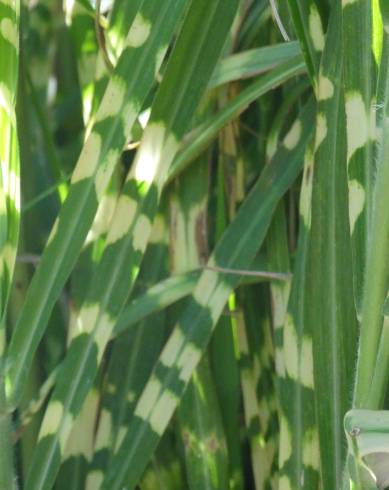 Fotografia de capa Miscanthus sinensis - do Jardim Botânico