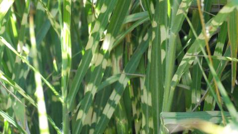 Fotografia da espécie Miscanthus sinensis