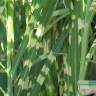 Fotografia 1 da espécie Miscanthus sinensis do Jardim Botânico UTAD