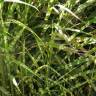 Fotografia 3 da espécie Miscanthus sinensis do Jardim Botânico UTAD