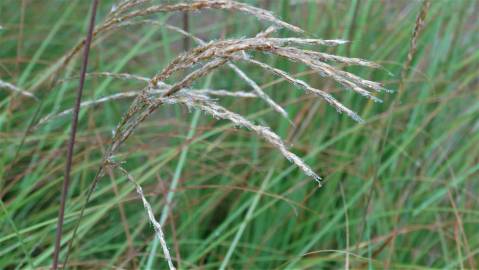 Fotografia da espécie Miscanthus sinensis