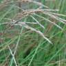 Fotografia 4 da espécie Miscanthus sinensis do Jardim Botânico UTAD
