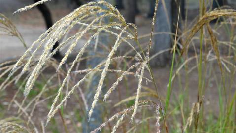 Fotografia da espécie Miscanthus sinensis