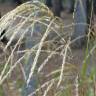 Fotografia 5 da espécie Miscanthus sinensis do Jardim Botânico UTAD