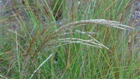 Fotografia da espécie Miscanthus sinensis