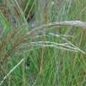Fotografia 6 da espécie Miscanthus sinensis do Jardim Botânico UTAD