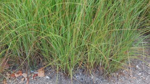 Fotografia da espécie Miscanthus sinensis