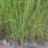 Fotografia 7 da espécie Miscanthus sinensis do Jardim Botânico UTAD