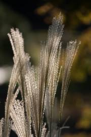 Fotografia da espécie Miscanthus sinensis