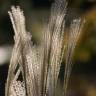 Fotografia 8 da espécie Miscanthus sinensis do Jardim Botânico UTAD