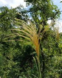 Fotografia da espécie Miscanthus sinensis