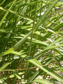 Fotografia da espécie Miscanthus sinensis