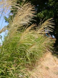 Fotografia da espécie Miscanthus sinensis