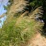 Fotografia 11 da espécie Miscanthus sinensis do Jardim Botânico UTAD