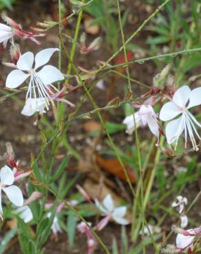 Fotografia 9 da espécie Gaura lindheimeri no Jardim Botânico UTAD