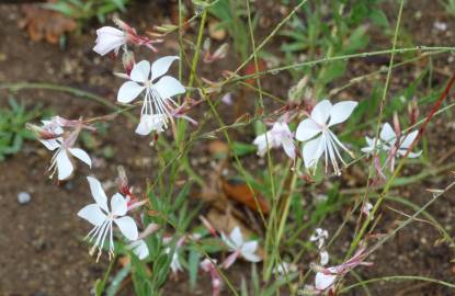 Fotografia da espécie Gaura lindheimeri