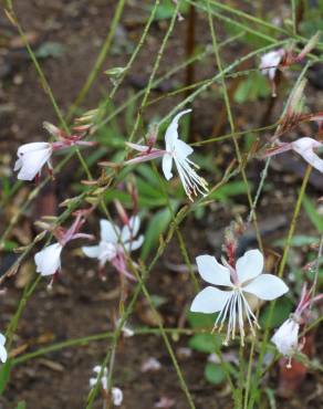 Fotografia 10 da espécie Gaura lindheimeri no Jardim Botânico UTAD