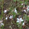 Fotografia 10 da espécie Gaura lindheimeri do Jardim Botânico UTAD