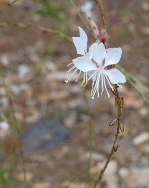 Fotografia 11 da espécie Gaura lindheimeri no Jardim Botânico UTAD