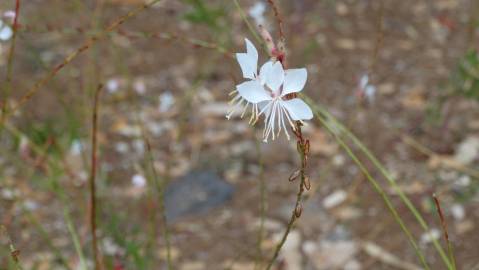 Fotografia da espécie Gaura lindheimeri