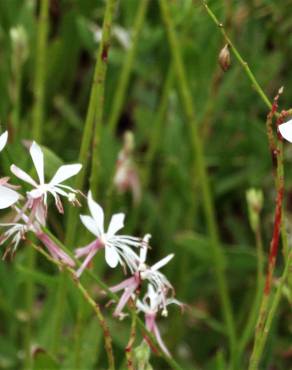 Fotografia 12 da espécie Gaura lindheimeri no Jardim Botânico UTAD