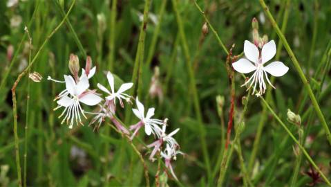 Fotografia da espécie Gaura lindheimeri