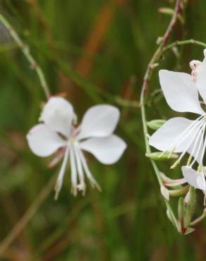 Fotografia 13 da espécie Gaura lindheimeri no Jardim Botânico UTAD