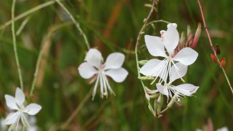 Fotografia da espécie Gaura lindheimeri