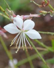 Fotografia da espécie Gaura lindheimeri