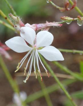 Fotografia 1 da espécie Gaura lindheimeri no Jardim Botânico UTAD