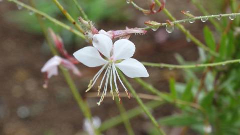 Fotografia da espécie Gaura lindheimeri