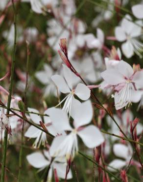 Fotografia 14 da espécie Gaura lindheimeri no Jardim Botânico UTAD