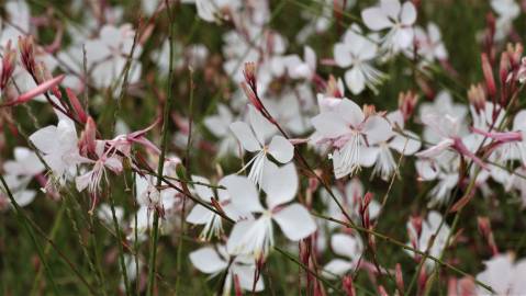 Fotografia da espécie Gaura lindheimeri