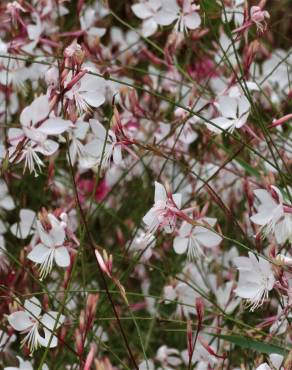 Fotografia 15 da espécie Gaura lindheimeri no Jardim Botânico UTAD