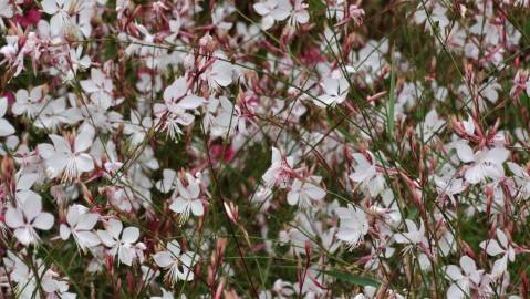 Fotografia da espécie Gaura lindheimeri